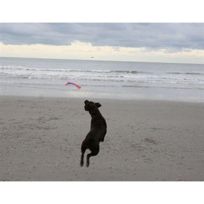 Afbeelding laden in galerijviewer, Chuckit Flying squirrel
