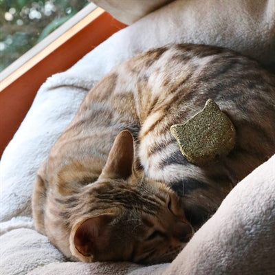 Afbeelding laden in galerijviewer, Croci Euphoria stick catnip kattenkop
