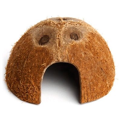 Komodo Coconut den